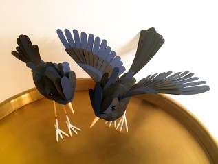 PASSERIDAE CAERULUS TIBIALIA&nbsp;ALBA